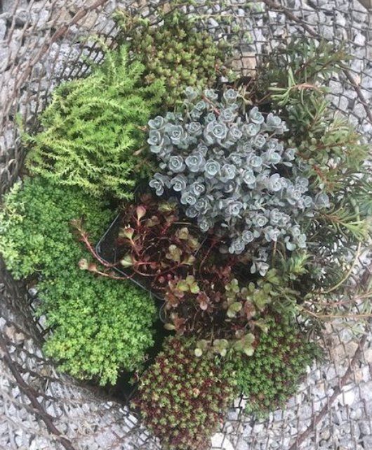 Verschiedene Pflanzen, Arbeit der GARTEN3PUNKT AG