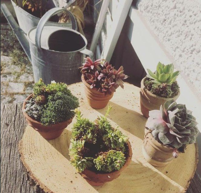 Pflanzen in Töpfen, GARTEN3PUNKT AG