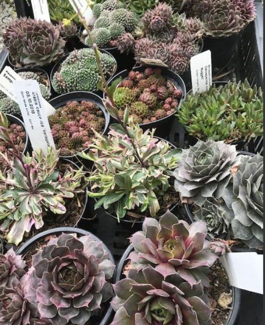 Pflanzen in Töpfen, GARTEN3PUNKT AG