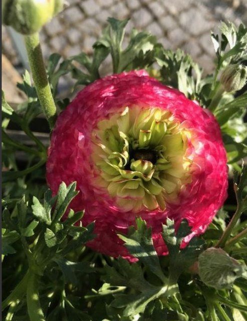 Blume, GARTEN3PUNKT AG