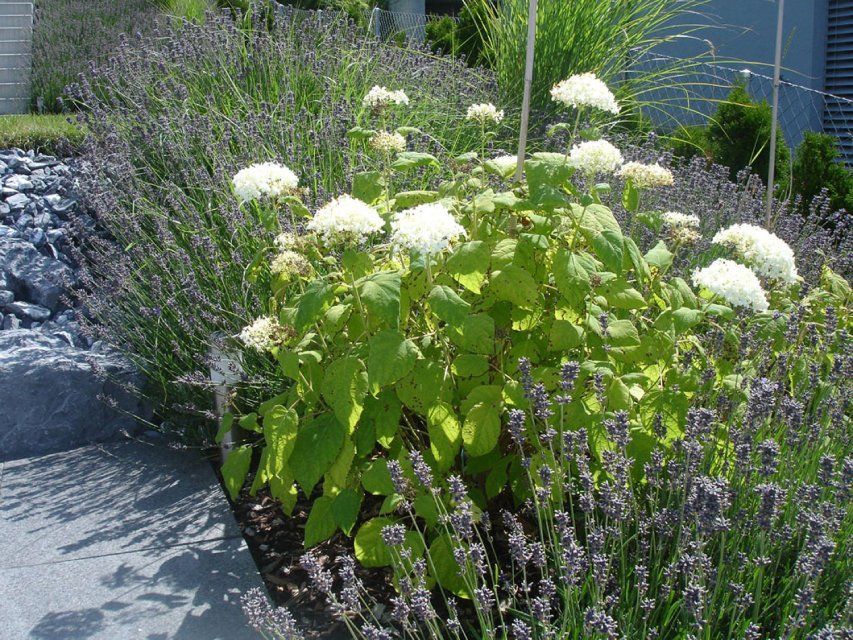 Garten, gestaltet von der GARTEN3PUNKT AG