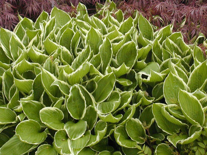 Pflanzen, Arbeit der GARTEN3PUNKT AG