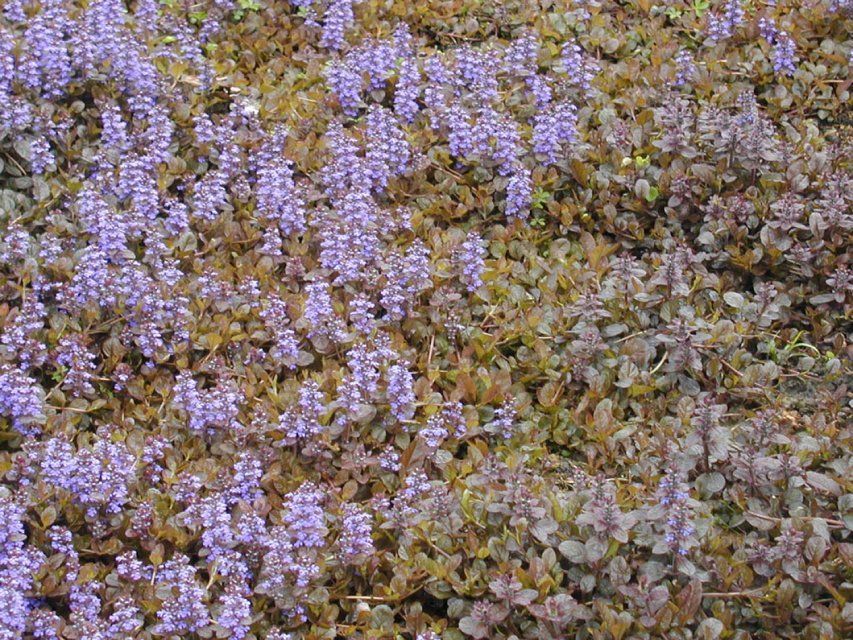 Pflanzen, Arbeit der GARTEN3PUNKT AG