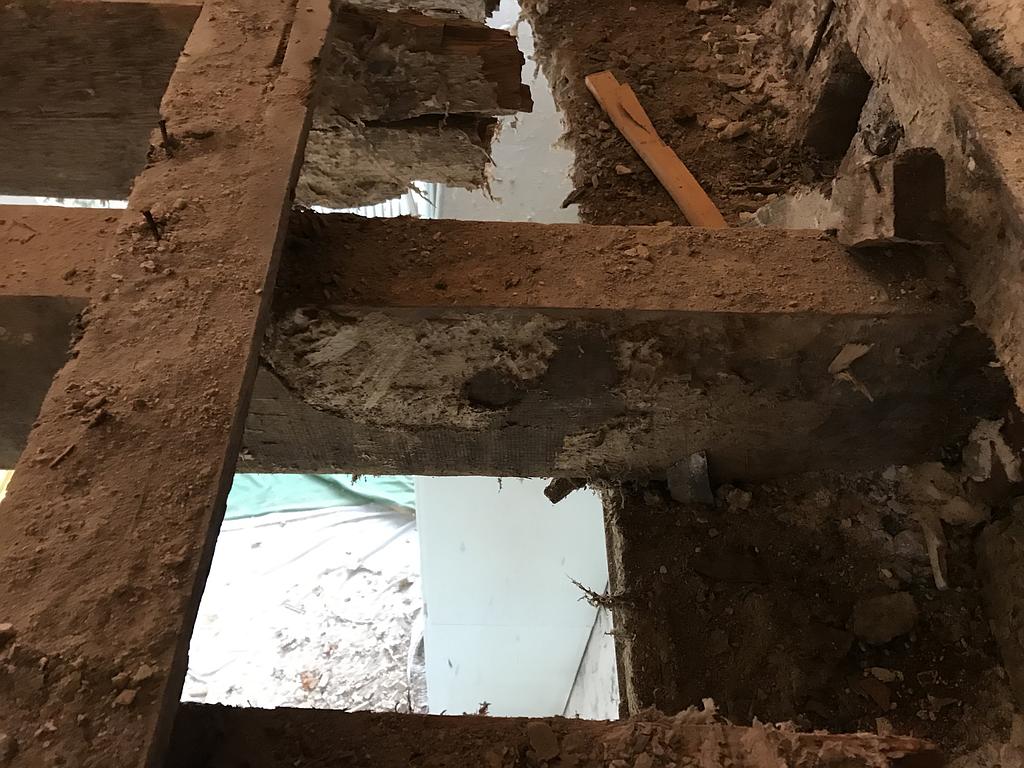 mérule sur les solives