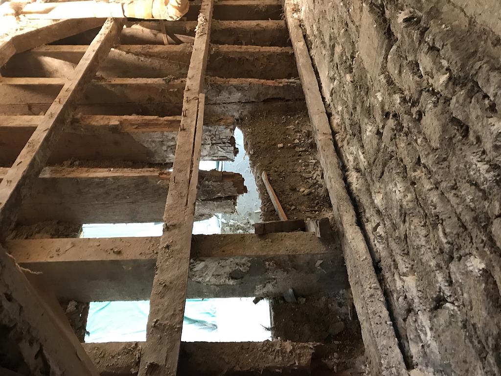 le champignon de la mérule à ronger les solives