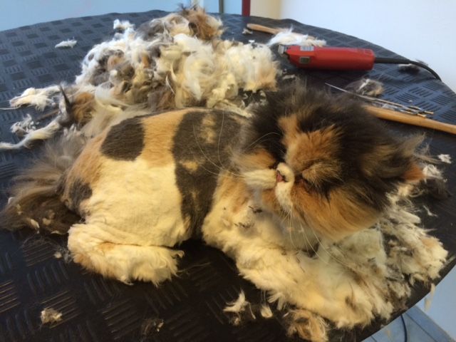 Susanne Voser Hunde- und Katzensalon