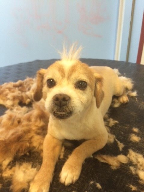 Susanne Voser Hunde- und Katzensalon