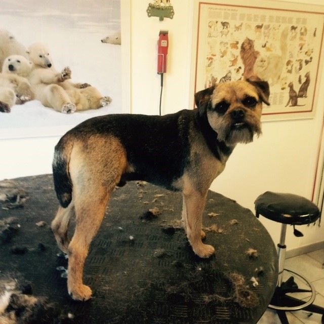 Susanne Voser Hunde- und Katzensalon