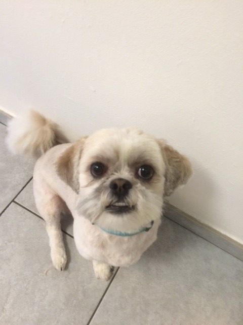 Susanne Voser Hunde- und Katzensalon