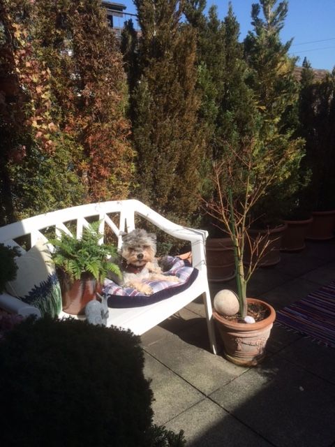 Susanne Voser Hunde- und Katzensalon