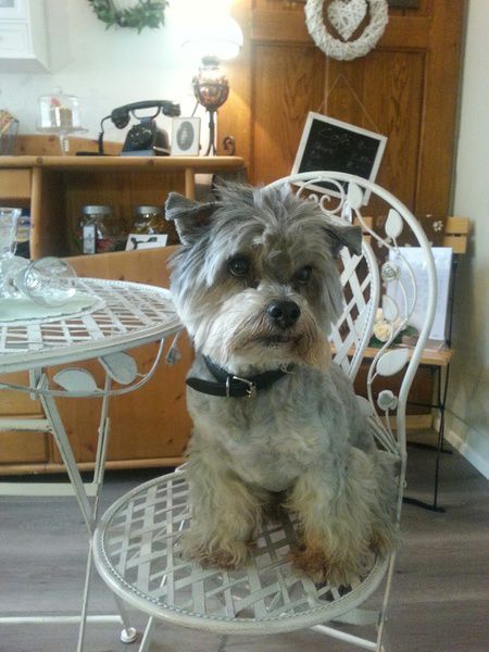 Susanne Voser Hunde- und Katzensalon