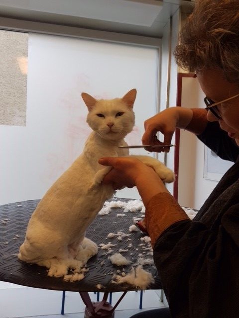 Susanne Voser Hunde- und Katzensalon