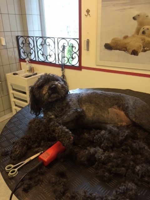 Susanne Voser Hunde- und Katzensalon