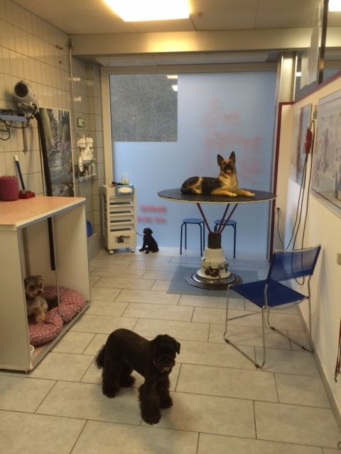 Friseur für Hunde - Susanne Voser Hunde- und Katzensalon in Brugg AG