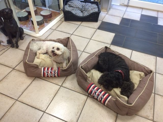 Waschen Schneiden Hund - Susanne Voser Hunde- und Katzensalon in Brugg AG