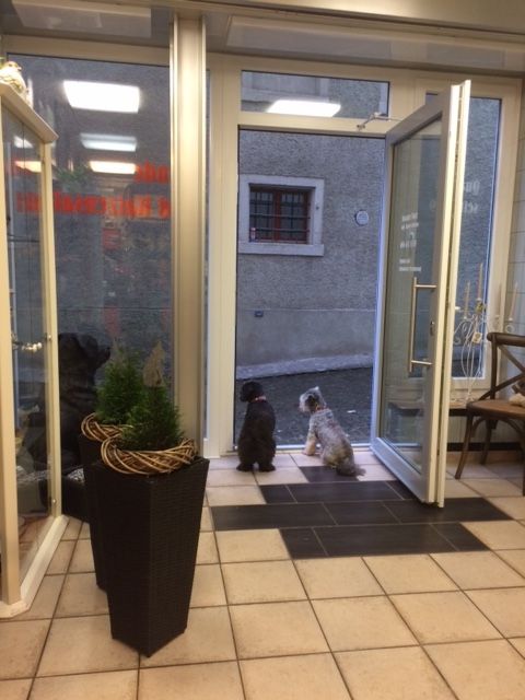 Waschen Schneiden Katzen - Susanne Voser Hunde- und Katzensalon in Brugg AG