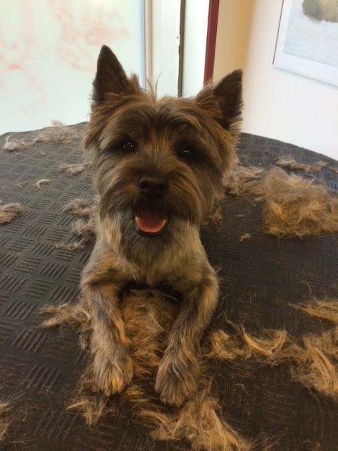 Susanne Voser Hunde- und Katzensalon