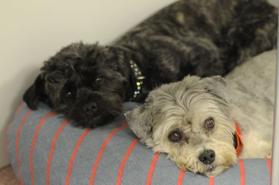 Susanne Voser Hunde- und Katzensalon