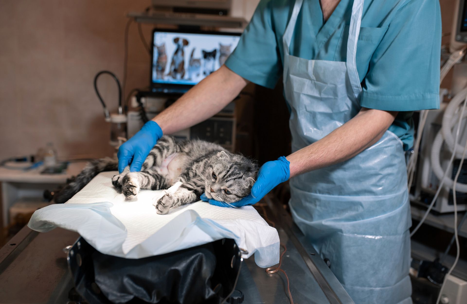 Un veterinario está operando a un gato en una clínica veterinaria.
