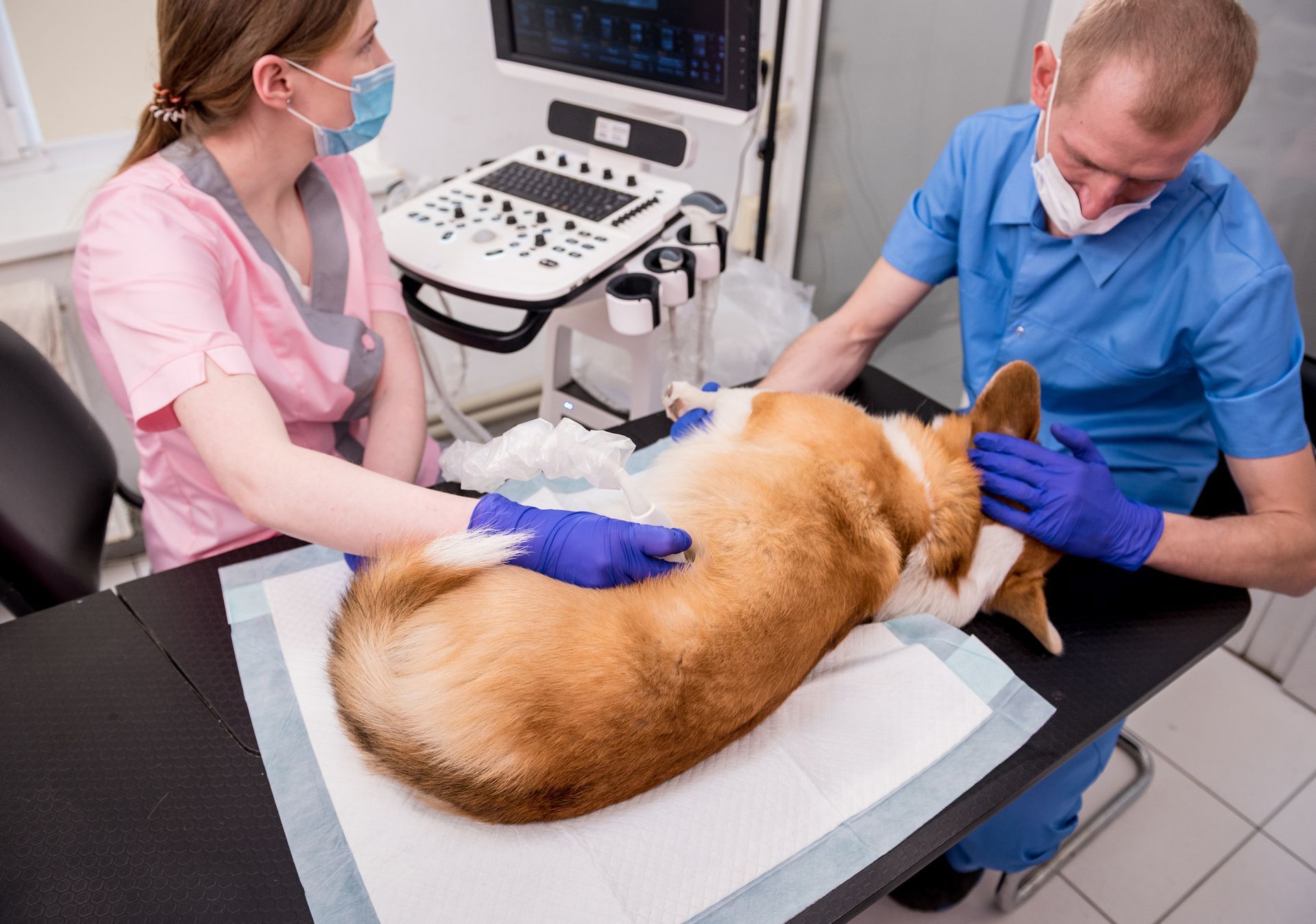 Un perro está siendo examinado por dos veterinarios en una clínica veterinaria.