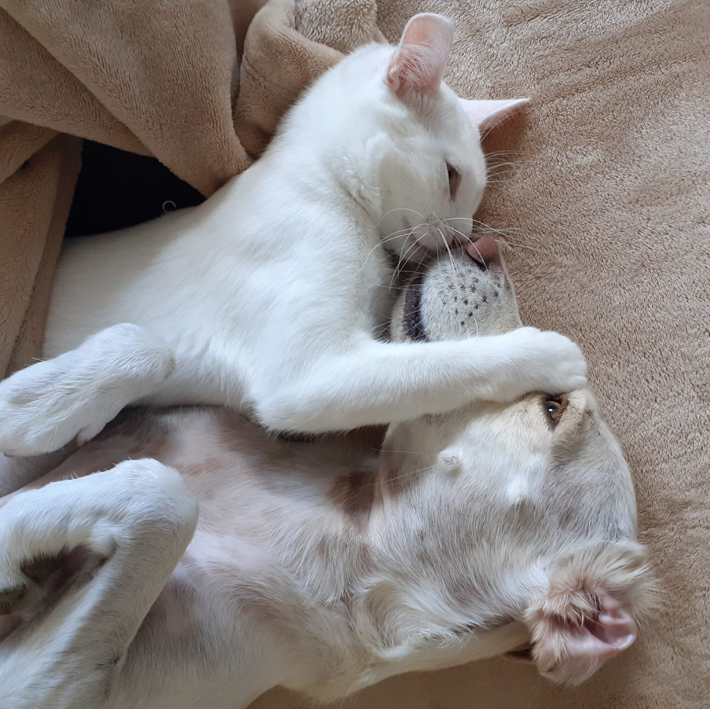 Un gato blanco acostado encima de un perro blanco