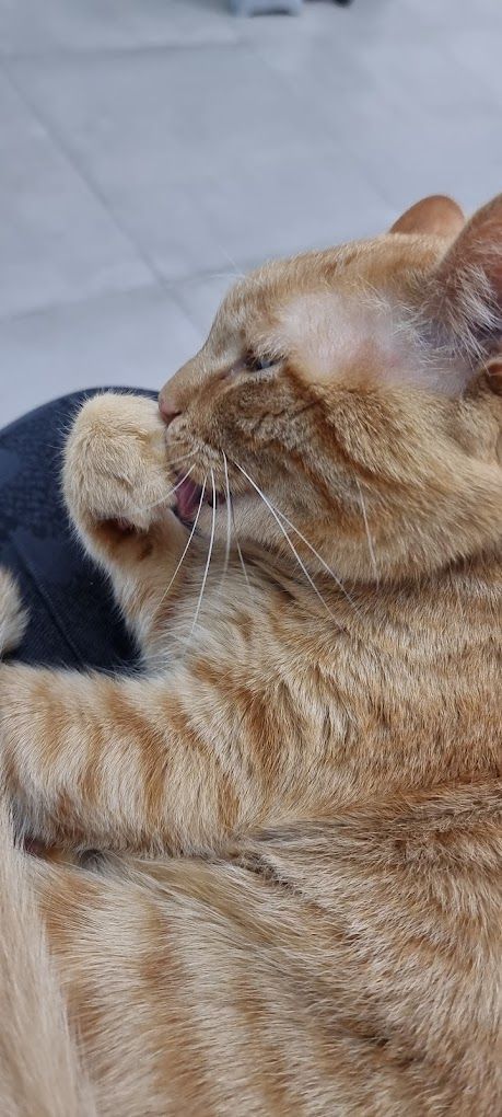 Un primer plano de un gato lamiendo la pata de otro gato.