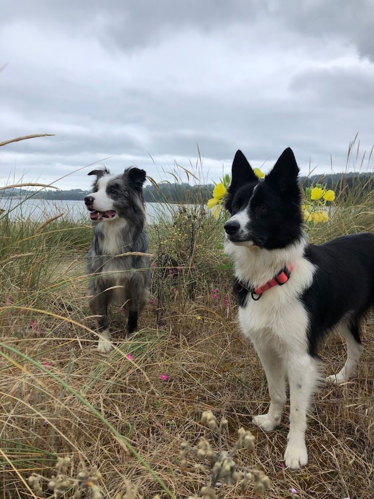 Dos border collies están parados uno al lado del otro en un campo.