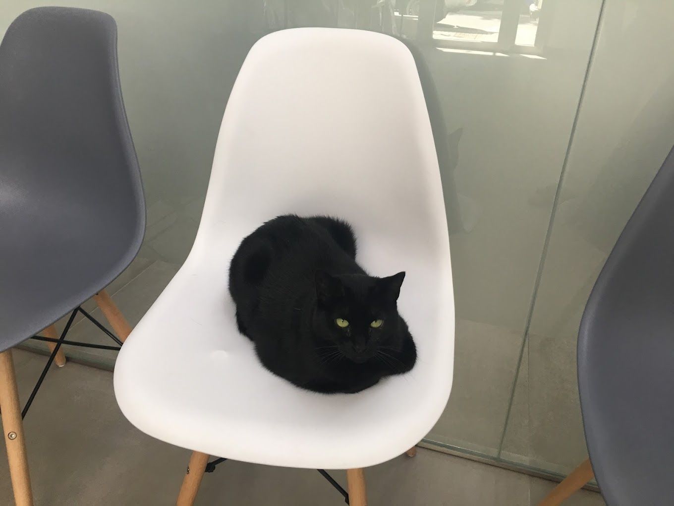 Un gato negro está sentado en una silla blanca.