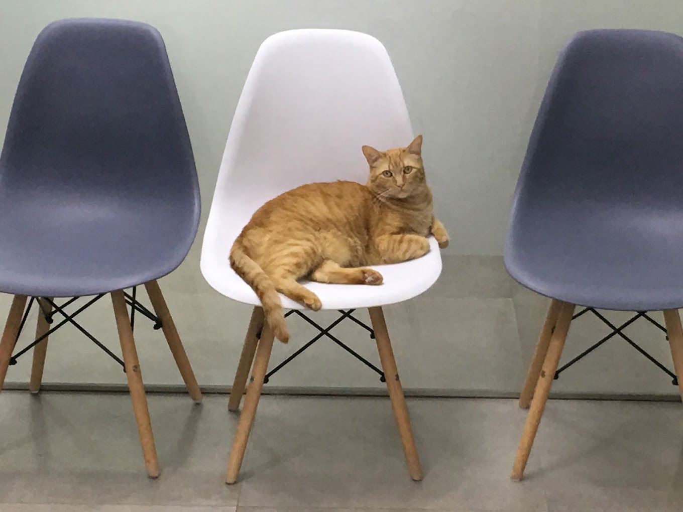 Un gato está acostado en una silla en una sala de espera.