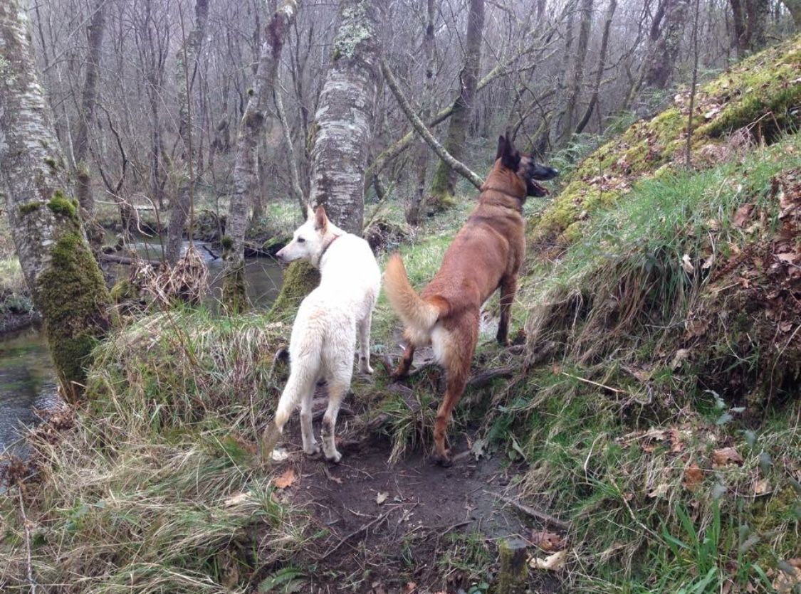 Dos perros están parados uno al lado del otro en un camino en el bosque.