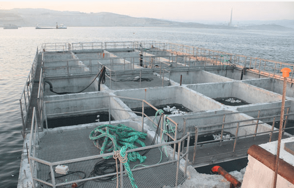 Jaulas de piscifactoría flotando en el agua. Jaulas grises, cuerda verde y entorno industrial.