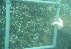 Marco cuadrado bajo el agua sobre un grupo de mejillones, sostenido por una mano enguantada.