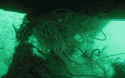 Fotografía submarina de cuerdas enredadas iluminadas por luz verde.