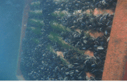 Vista submarina de una estructura roja cubierta de mejillones y algas verdes.