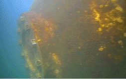 Vista submarina de una gran estructura de metal oxidado con crecimiento de algas amarillas y marrones, rodeada de agua azul.