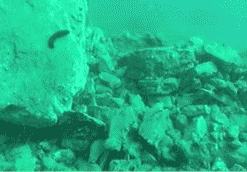 Vista submarina de una zona rocosa, con una criatura negra, parecida a un gusano, moviéndose alrededor de las rocas.