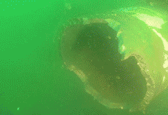 Un líquido verde brillante gira alrededor de una forma oscura y amorfa.