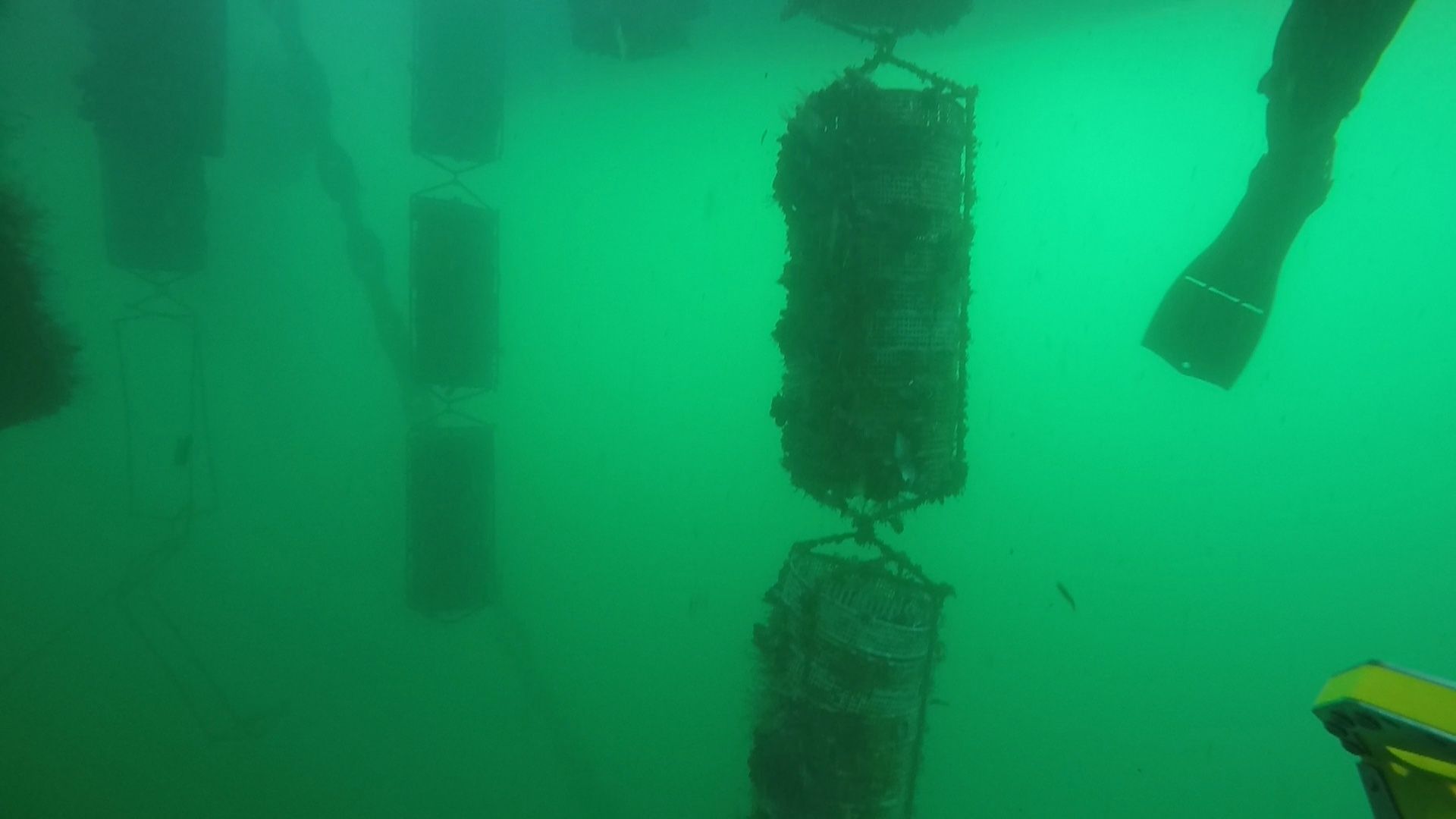 Vista submarina de objetos cilíndricos suspendidos en agua verde turbia.