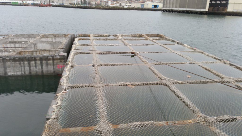 Jaulas de ostras flotantes en el agua, con una ciudad al fondo.