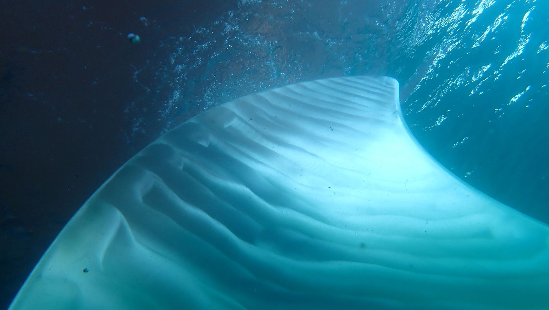 Vista submarina del ala de una manta raya. Agua azul, textura ondulada en la parte inferior del ala.