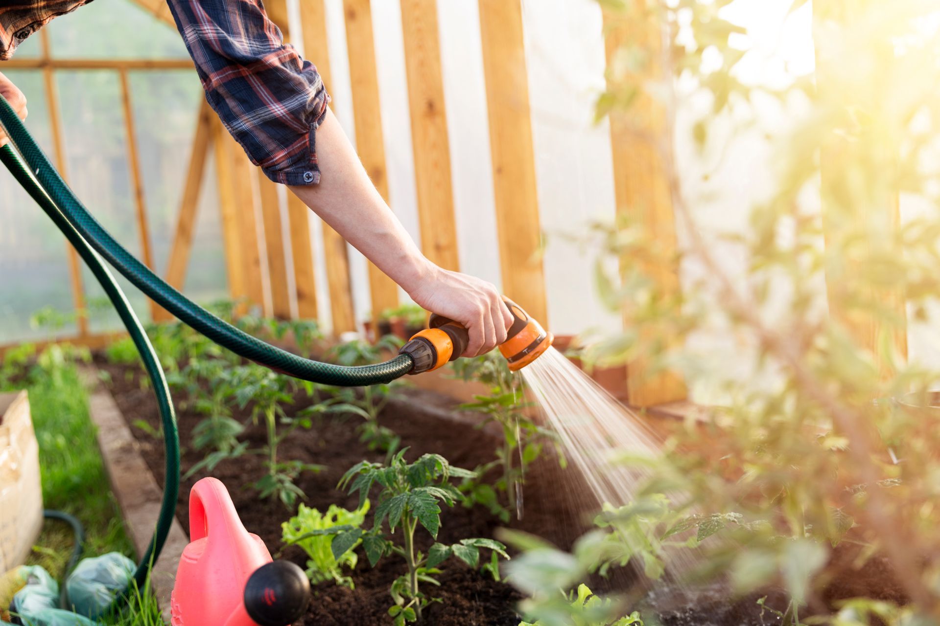 Une personne arrose de jeunes plants dans un jardin ensoleillé avec un tuyau d'arrosage