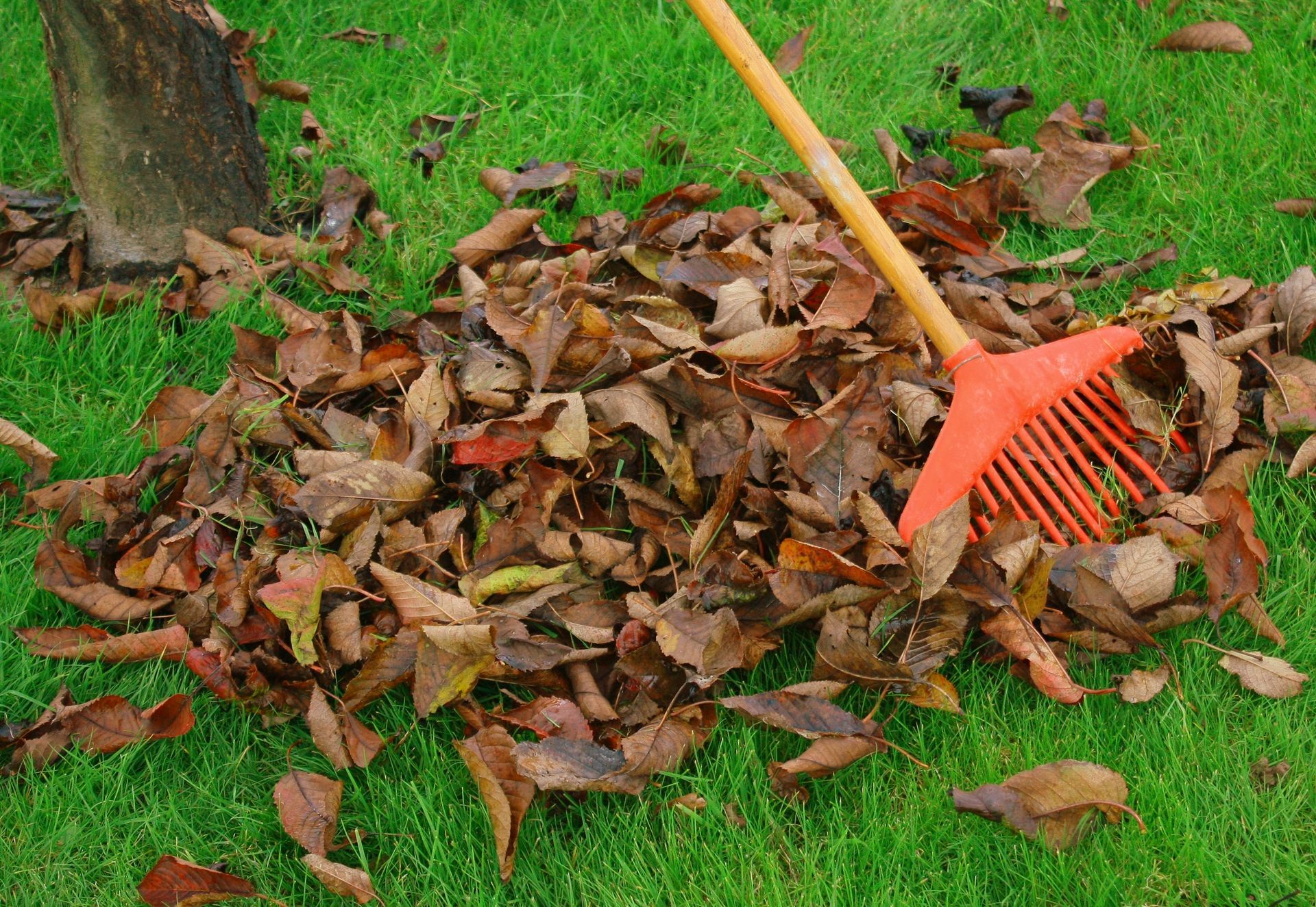 Râteau ramassant un tas de feuilles brunes et sèches sur l'herbe verte près d'un tronc d'arbre
