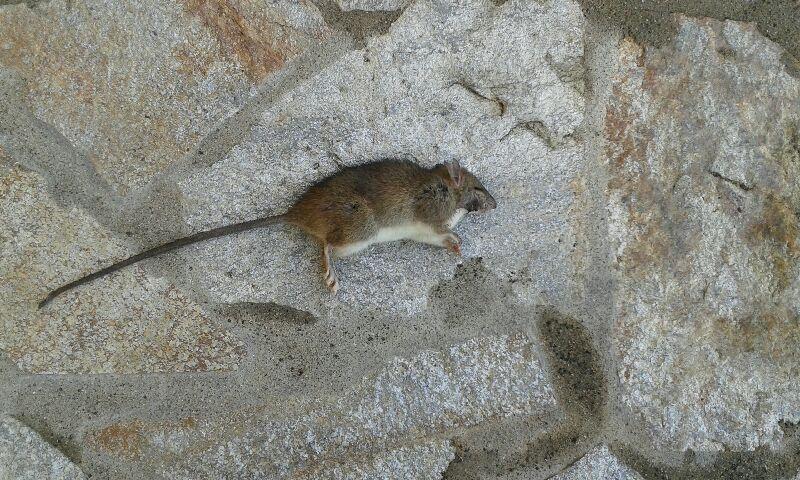 Extermination de rat dératisation en Haute-Corse