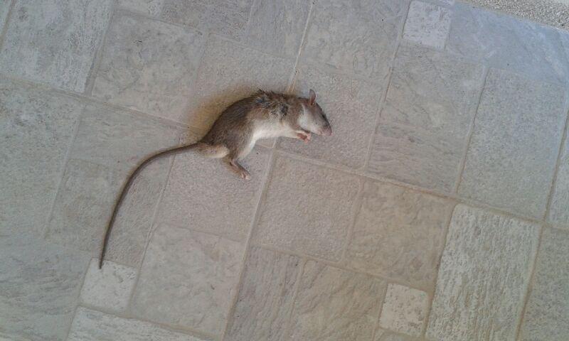 Rat mort après dératisation à Penta-di-Casinca