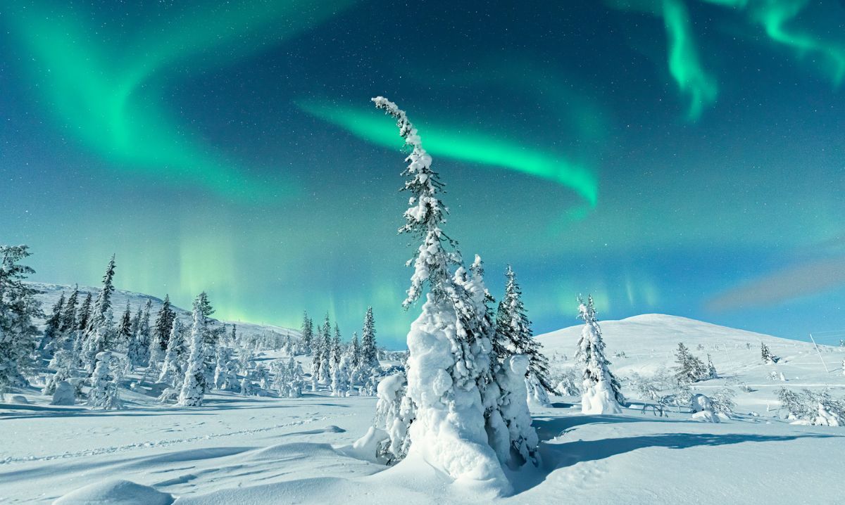 the aurora borealis is visible over a snowy forest