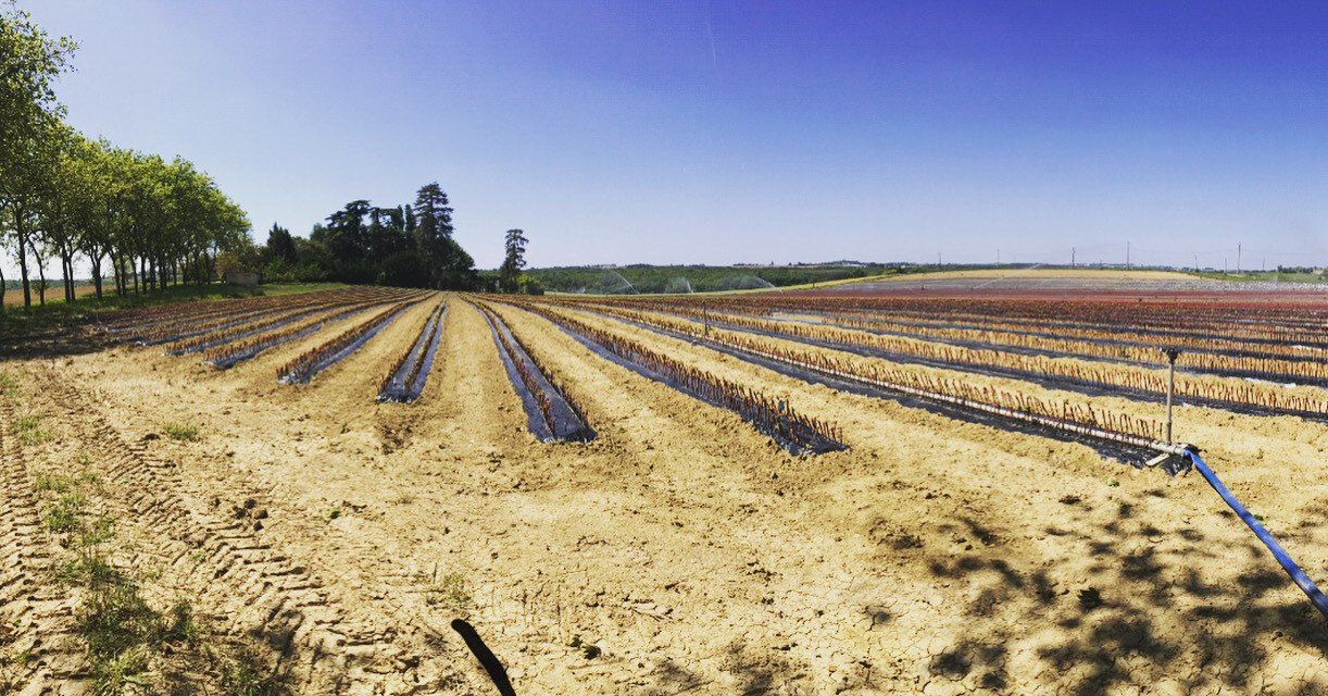 Production de plants de vigne