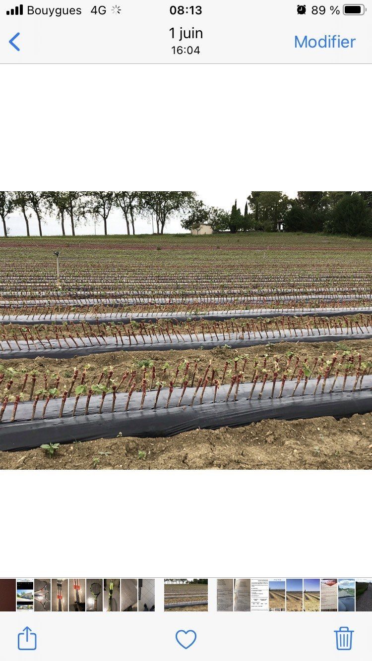 Producteur de plants de vigne