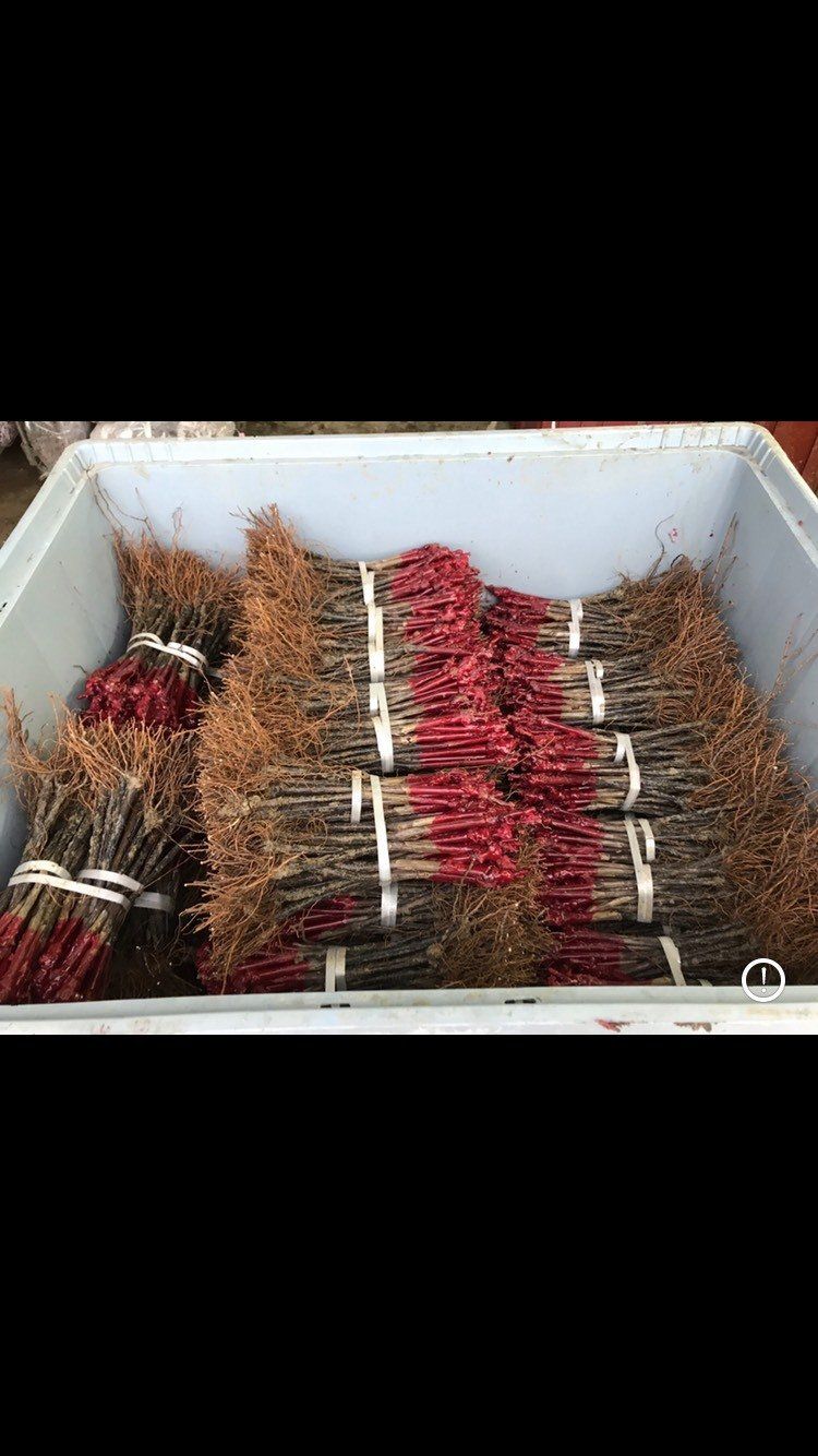 Pépinière viticole