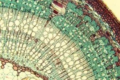 Sección transversal microscópica coloreada de tejido vegetal con estructuras celulares circulares y bandas verdes, rojas y crema.