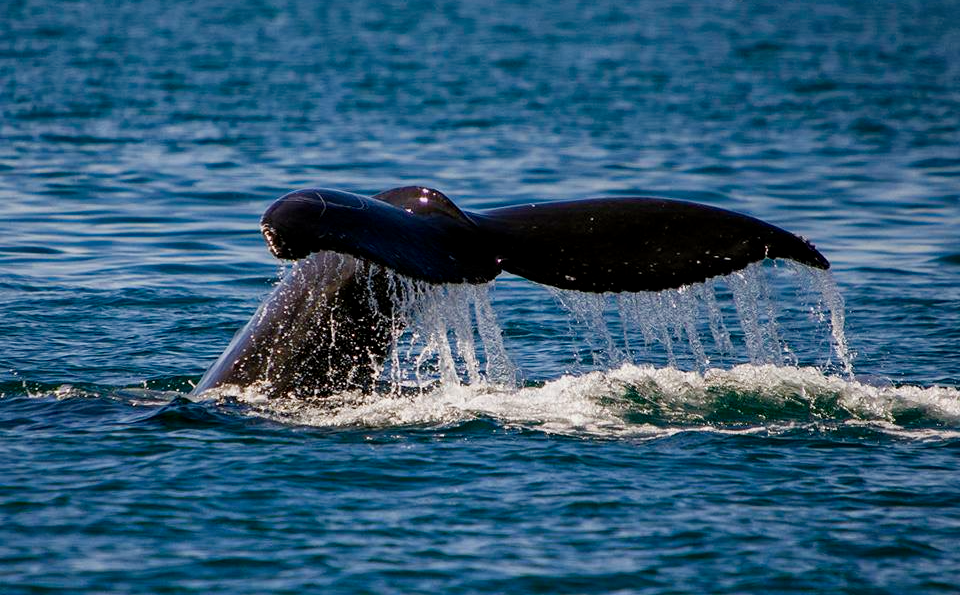 Whale watching